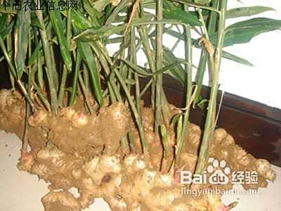 生姜的种植方法 百度经验