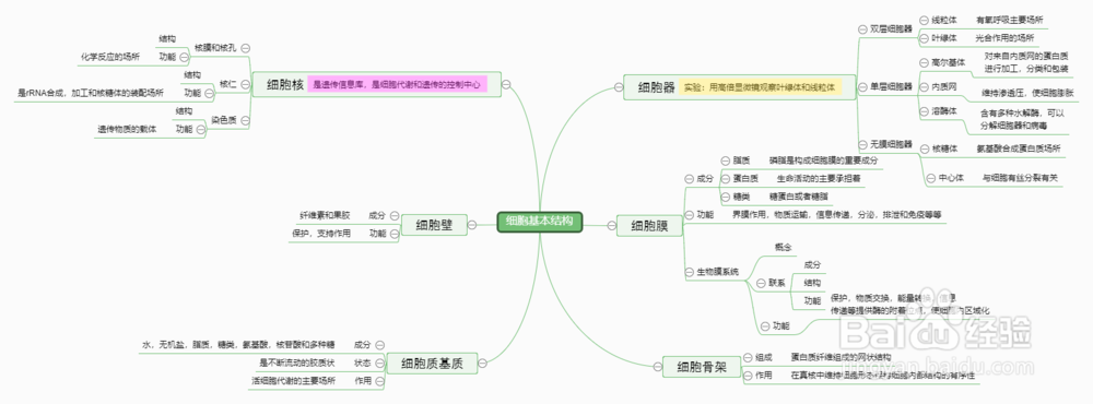 怎么画细胞的的基本结构思维导图