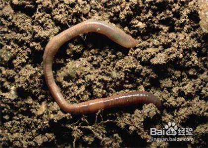 钓鲫鱼的方法与饵料