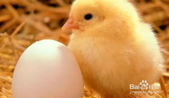 疫苗操作大全---家禽免疫实操之饮水免疫