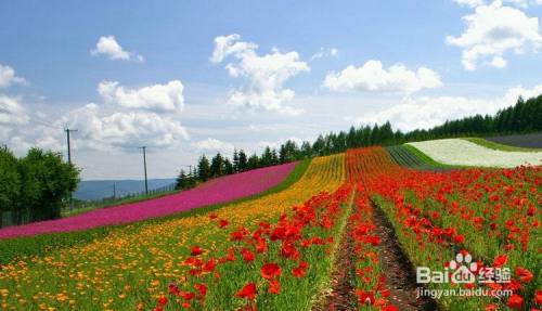 富良野美瑛二日游攻略 百度经验
