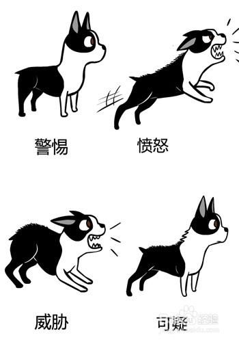 宠物狗的身体语言你读懂了么