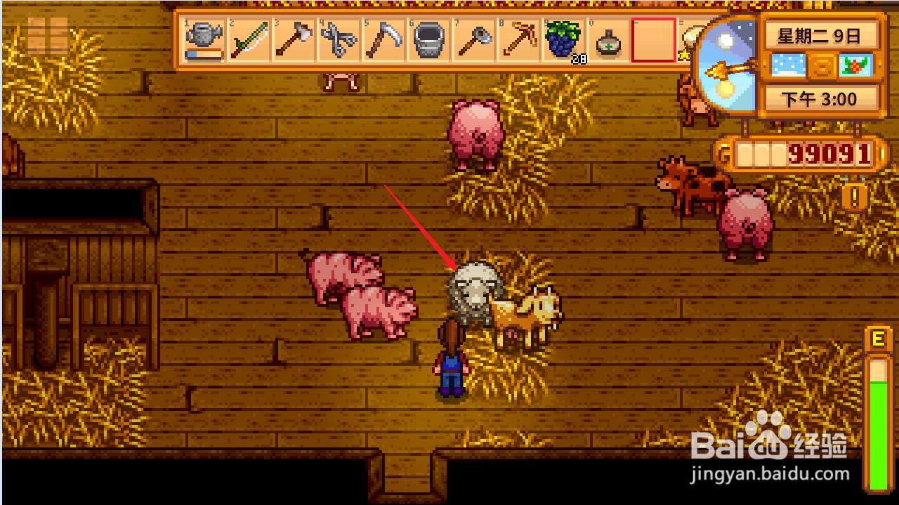 星露谷物语怎么剪羊毛