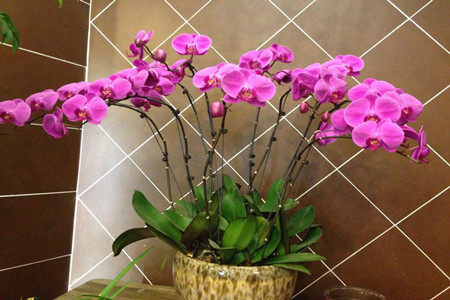 蝴蝶兰开花了怎样保养