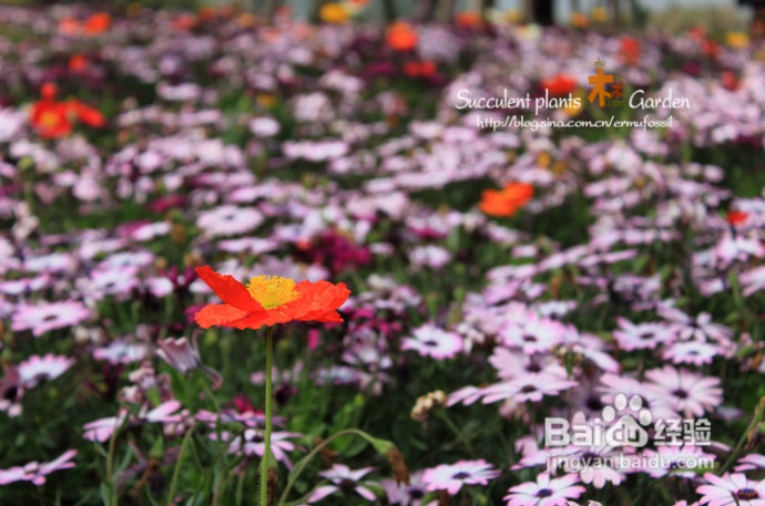 上海植物园（上）