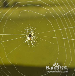 厕所蜘蛛怎么处理