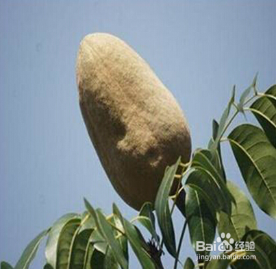 糖尿病人可以吃什么水果