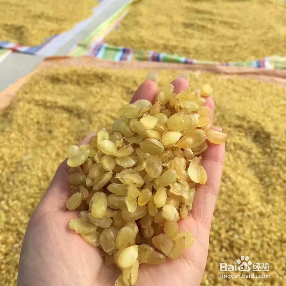 皂角米烘干机的使用,皂角烘干机的烘干色泽