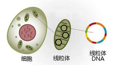 简述线粒体DNA的遗传特点
