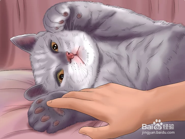 3种正确方法教你如何撸猫（图文教程）？