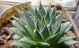 波露叶子干瘪怎么办