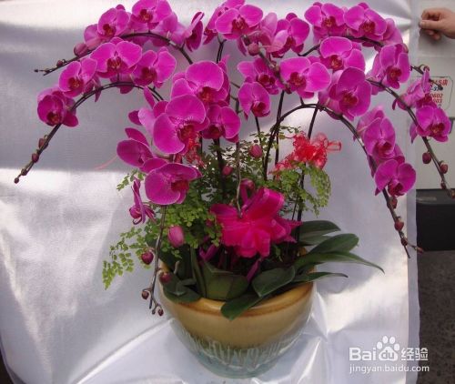 不同的场合应该分别送什么鲜花？