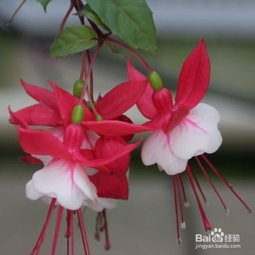 倒挂金钟花怎么养？