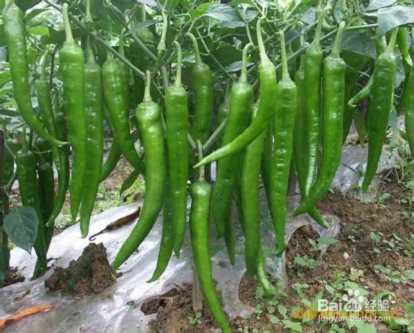 吃辣椒的好处和注意事项