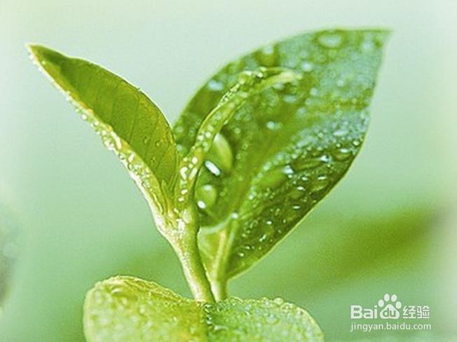 茶叶的两个小妙用