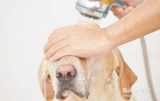 给狗狗洗澡的正确顺序