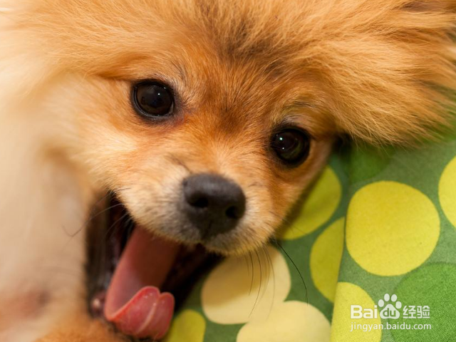 怎么让狗狗保持安静？