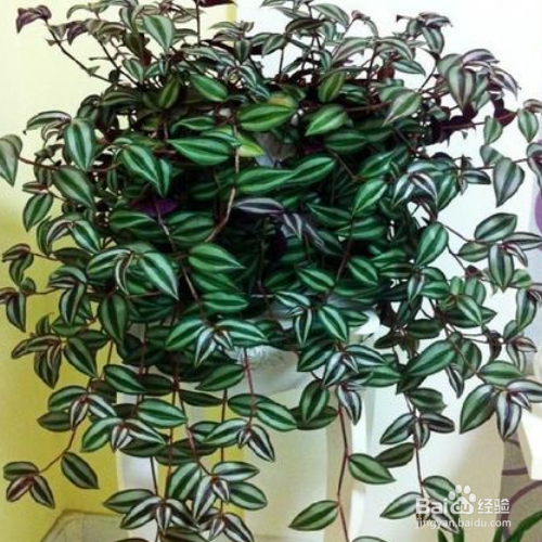 吊竹梅要怎么养?