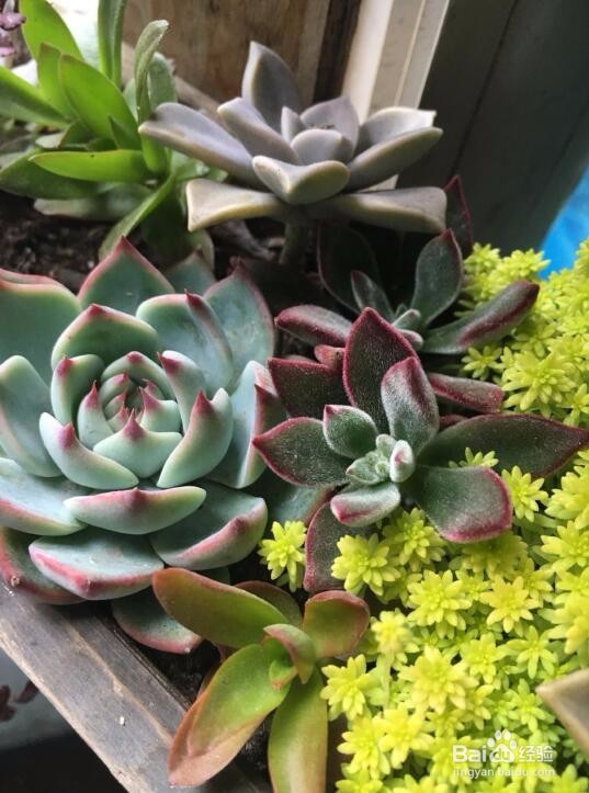 新手养多肉植物需要注意什么