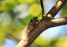 蝉到底有几对翅膀
