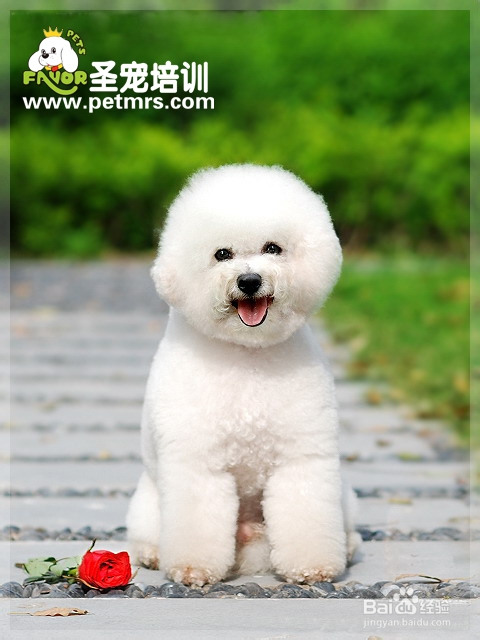 如何更好的去除比熊身上的臭味