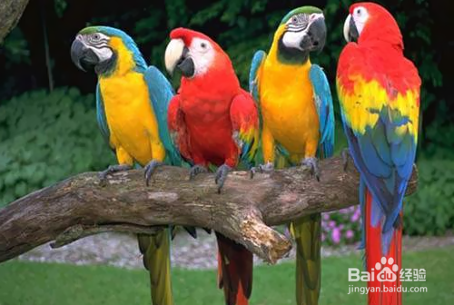 Mathematica的图像处理基础