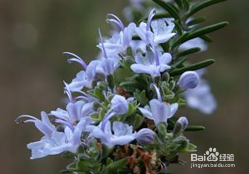 迷迭香的养殖方法和注意事项