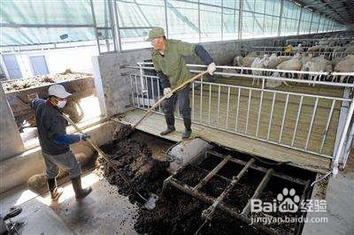 羊舍粪便怎么处理