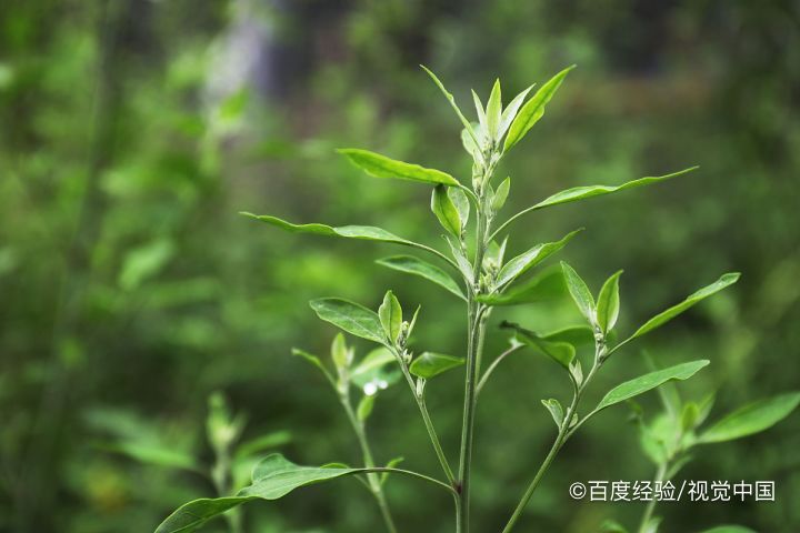 木须菜有什么功效