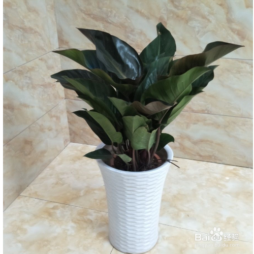 家里养的金钻叶子为什么变成外卷了？