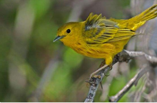 风儿吹醒了沉睡的大树,大树摇醒了梦中的鸟儿,鸟儿唱起了快乐的儿。歌造句