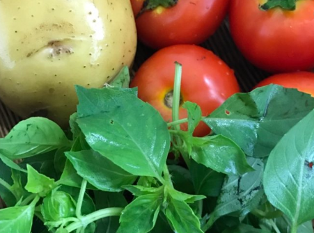 土豆和西红柿相克吗