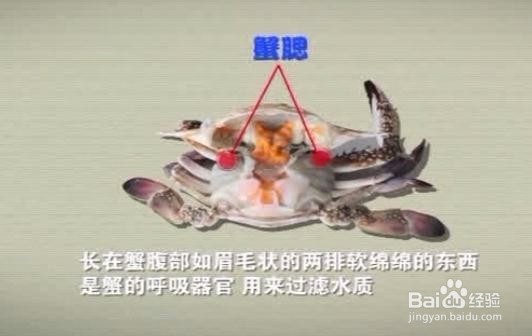 吃蟹知多少？蟹的哪些地方不能吃你知道吗？