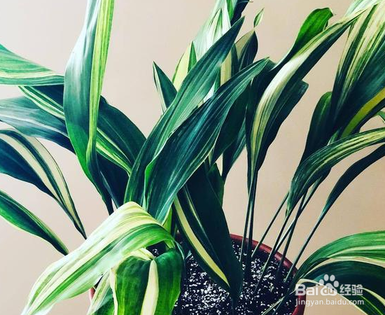 没有光照也能养好的植物怎么选？