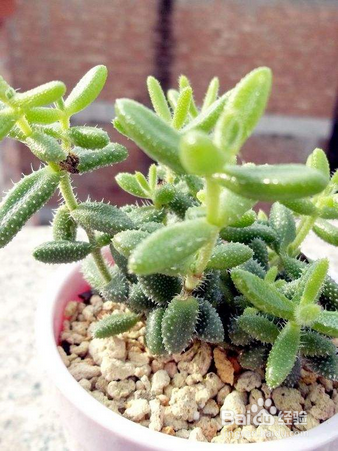 多肉徒长 越长越高的原因有哪些 百度经验