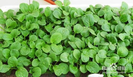 #经验分享官#小青菜种植施肥方法和时间