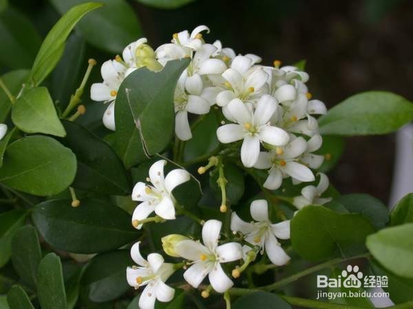 夏季怎么驱蚊呢