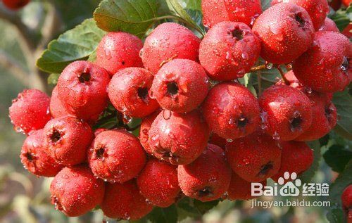 5大水果减肥战士的最佳选择