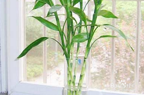 富贵竹养殖方法注意事项