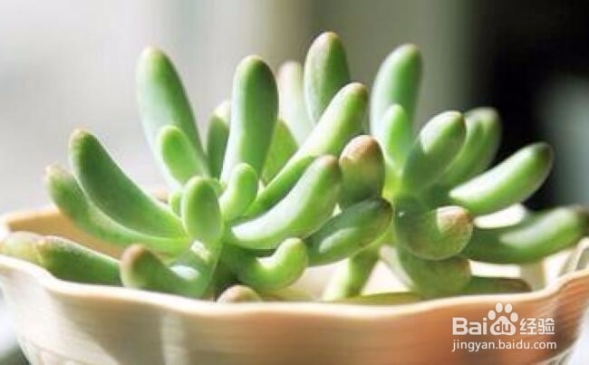 怎么养好多肉？