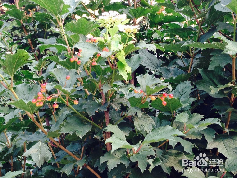 如果你的朋友虚荣心很强怎么办呢?