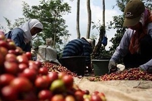 猫屎咖啡冲泡方法图解