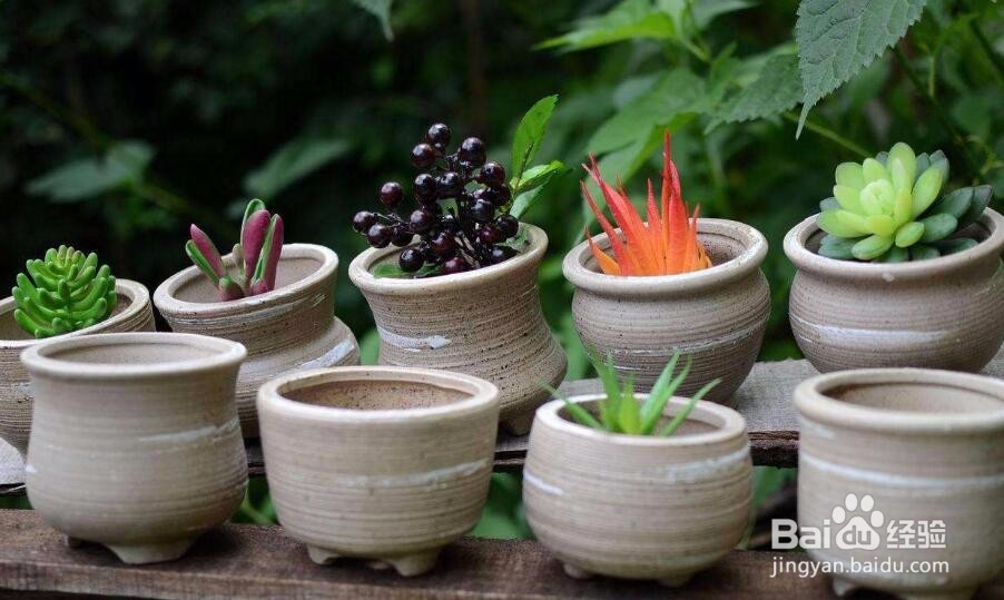 如何种植月季黄金盛典