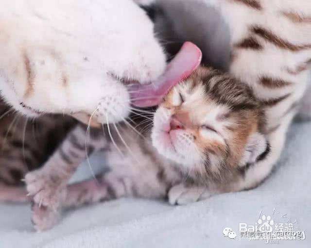 一个月的小奶狗有跳蚤怎么办