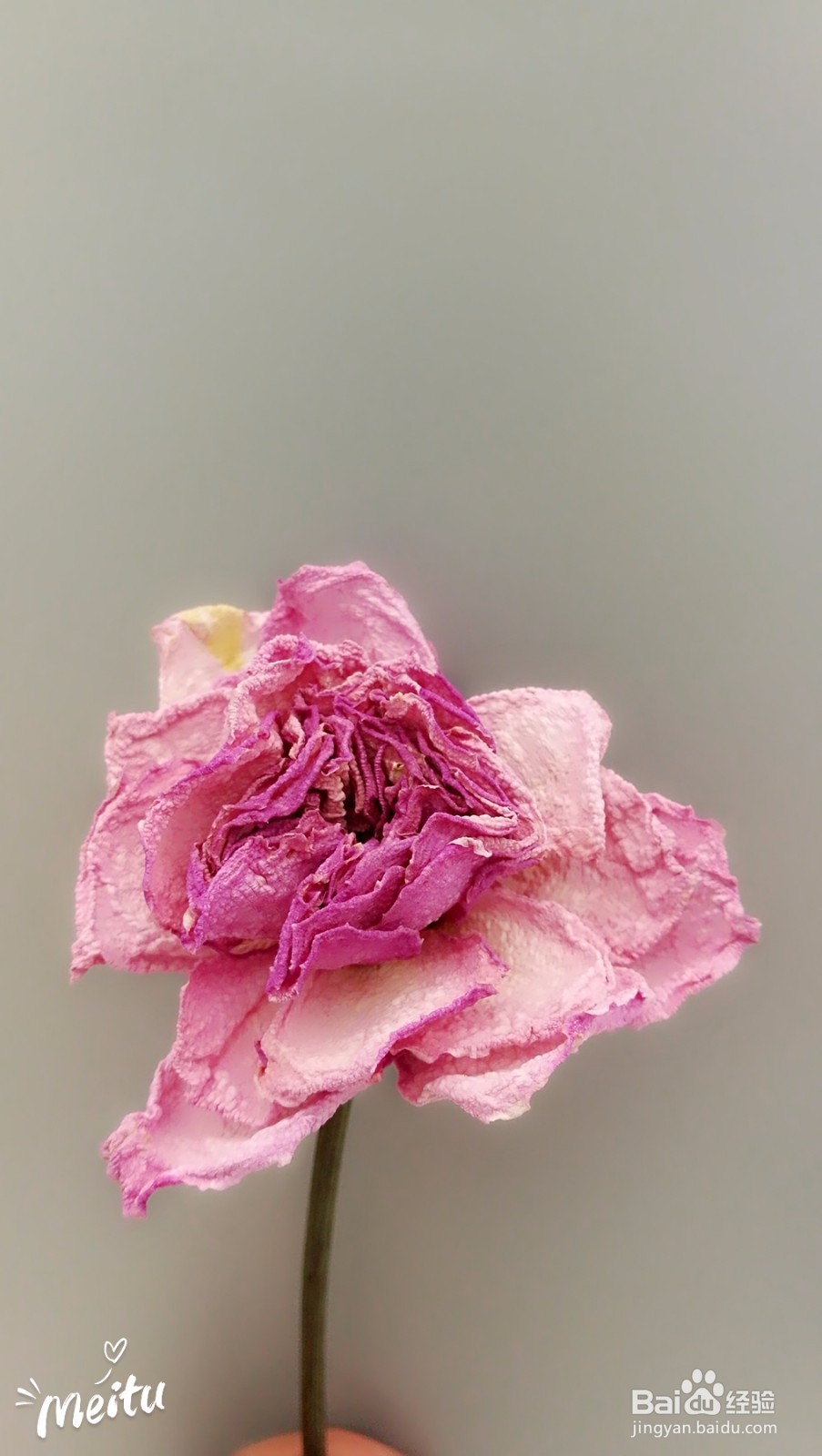 如何在办公室制作干花