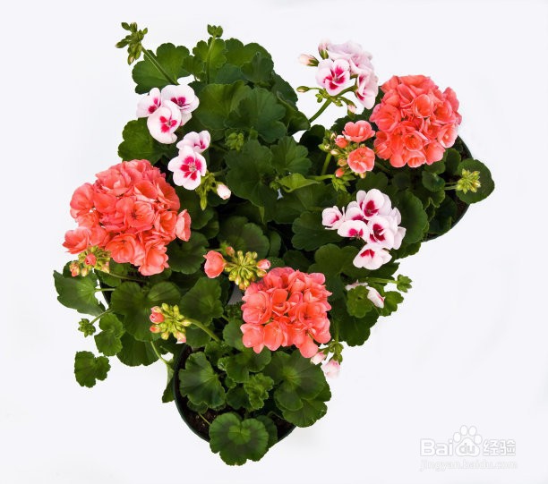 花卉分类的常见方法有哪些
