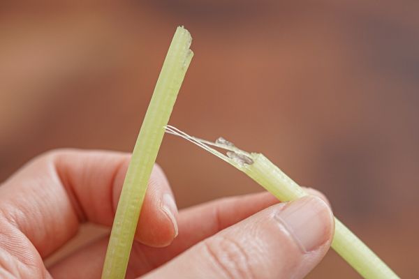 海米芹菜炒豆芽