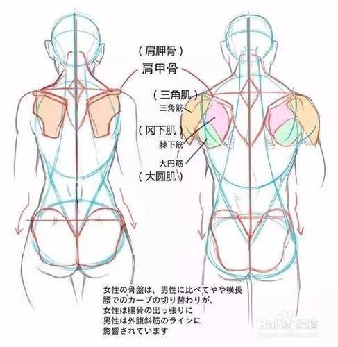 男女背部人体结构画法有什么不同 百度经验