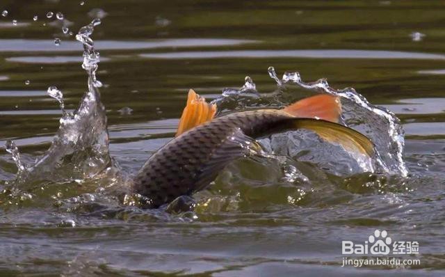 钓鱼小鱼闹窝怎么办