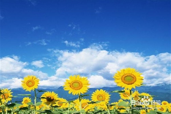 养殖盆栽向日葵的注意事项？